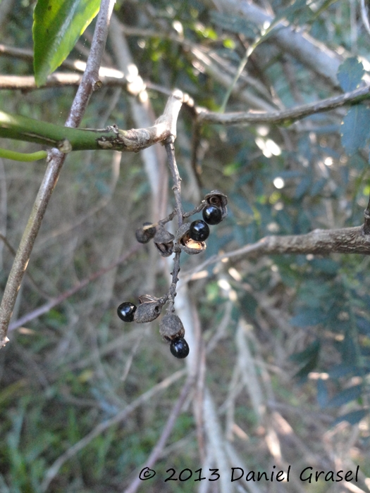 Zanthoxylum fagara