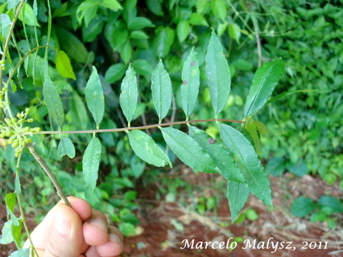 Zanthoxylum fagara