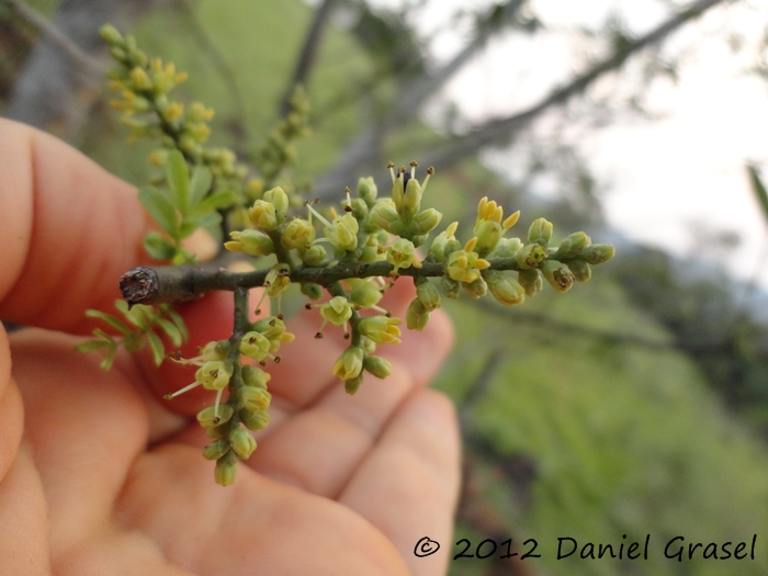 Zanthoxylum fagara