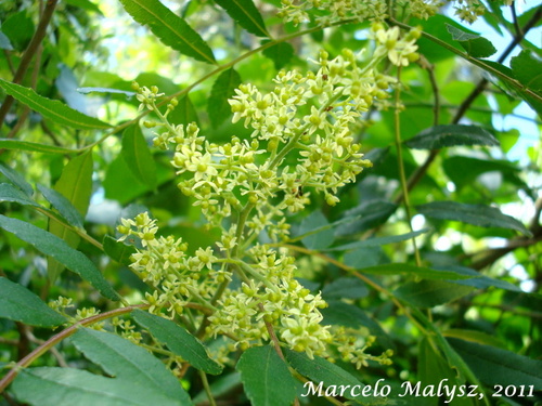 Zanthoxylum fagara