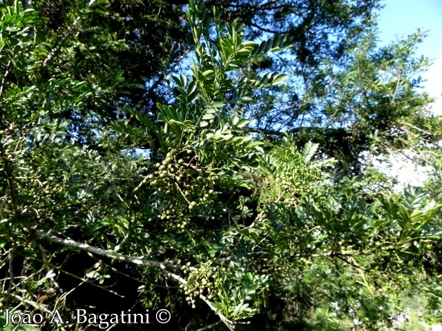 Zanthoxylum fagara