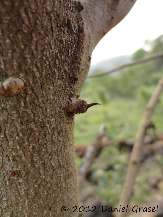 Zanthoxylum fagara