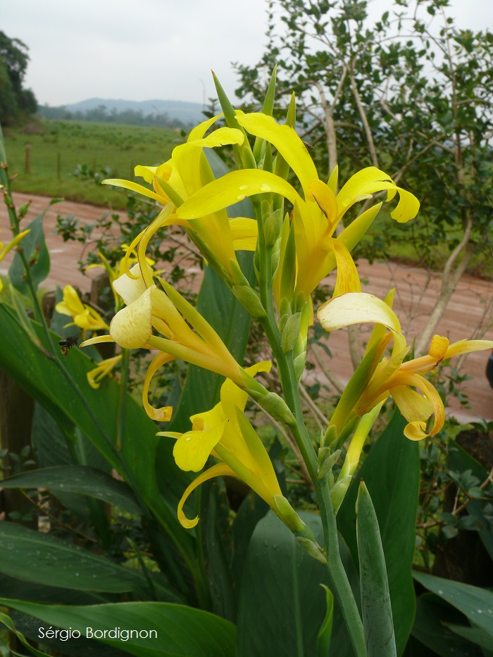 Canna glauca