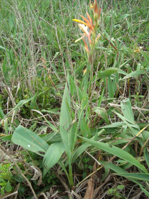 Canna glauca