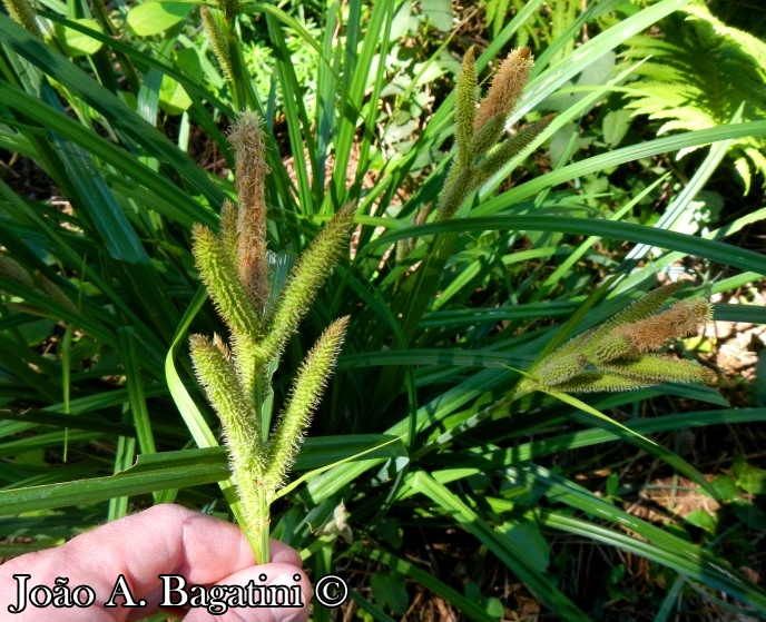 Carex polysticha