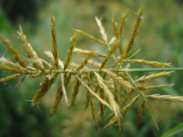 Cyperus distans