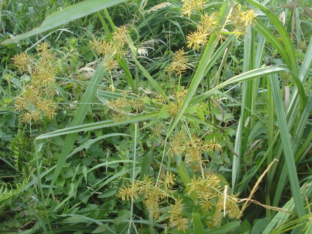 Cyperus distans