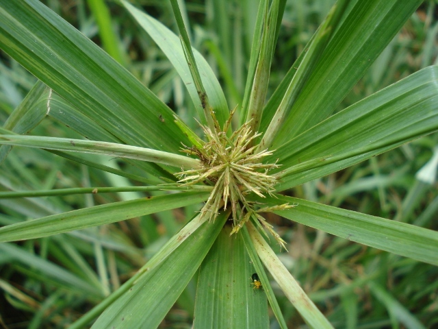 Cyperus distans