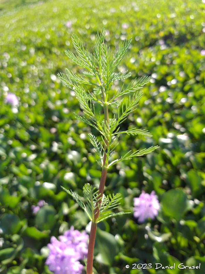 Myriophyllum aquaticum