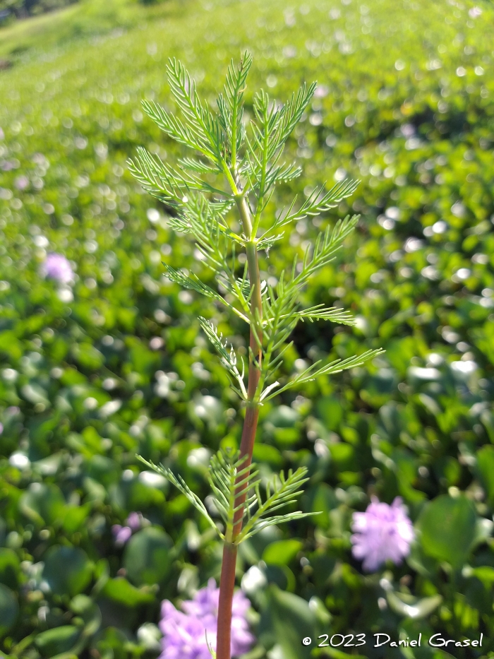 Myriophyllum aquaticum