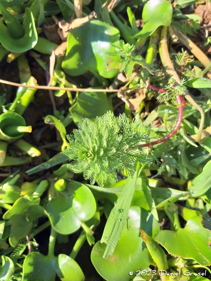 Myriophyllum aquaticum