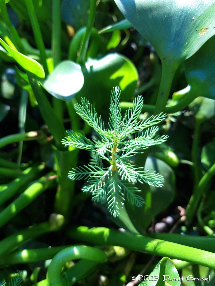 Myriophyllum aquaticum