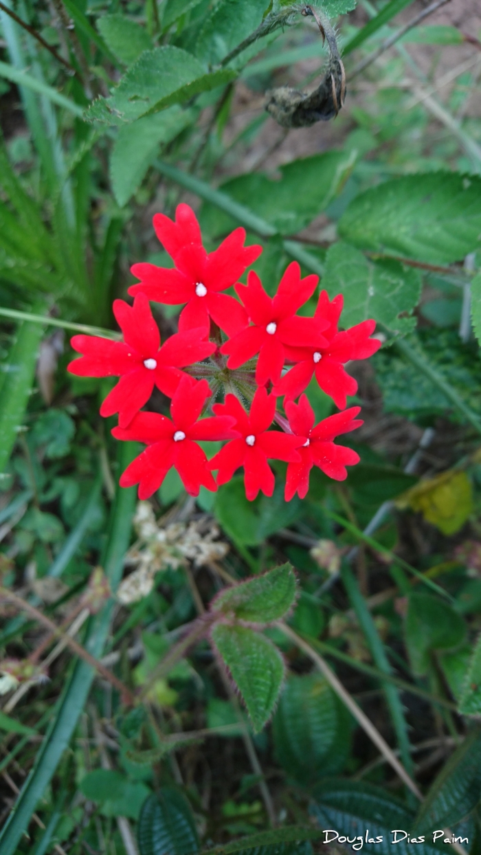 Glandularia peruviana