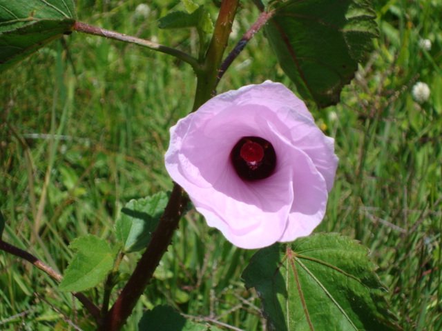 Hibiscus striatus