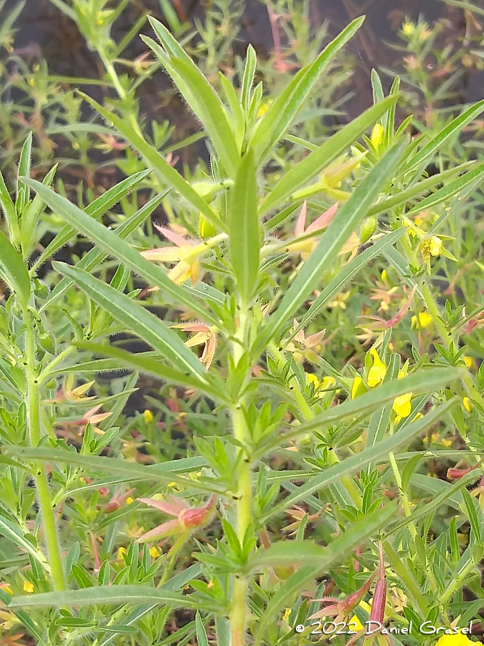 Ludwigia grandiflora