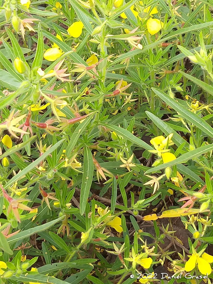 Ludwigia grandiflora