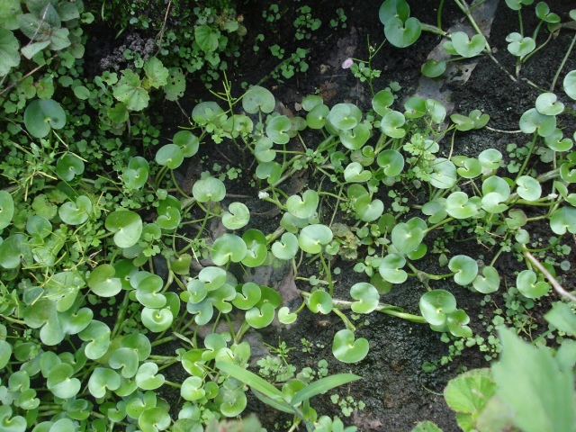 Heteranthera reniformis