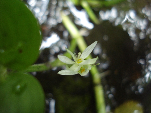 Heteranthera reniformis