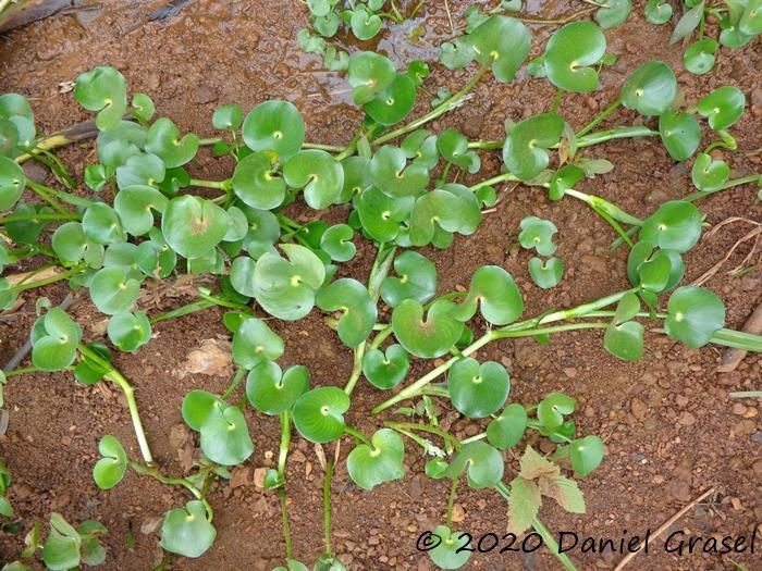 Heteranthera reniformis