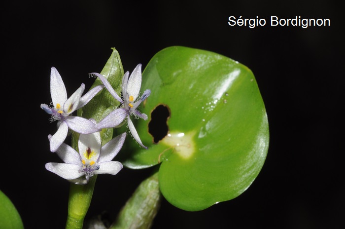 Heteranthera reniformis