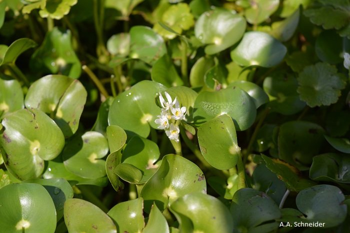 Heteranthera reniformis