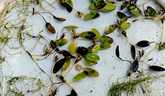 Potamogeton spirilliformis