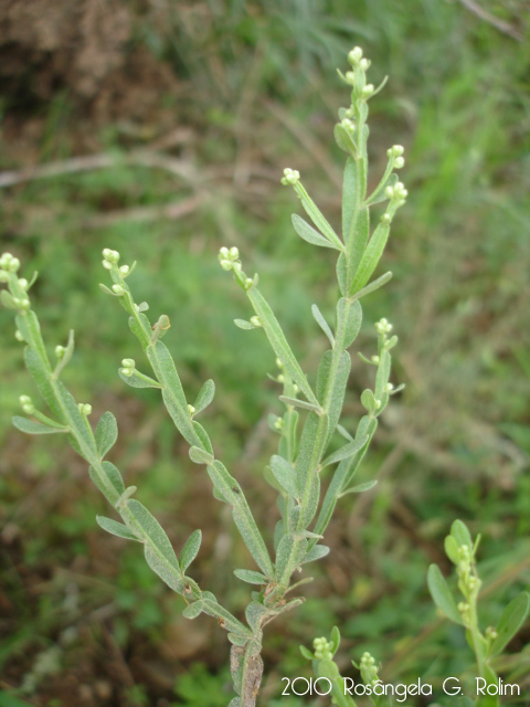 Baccharis apicifoliosa