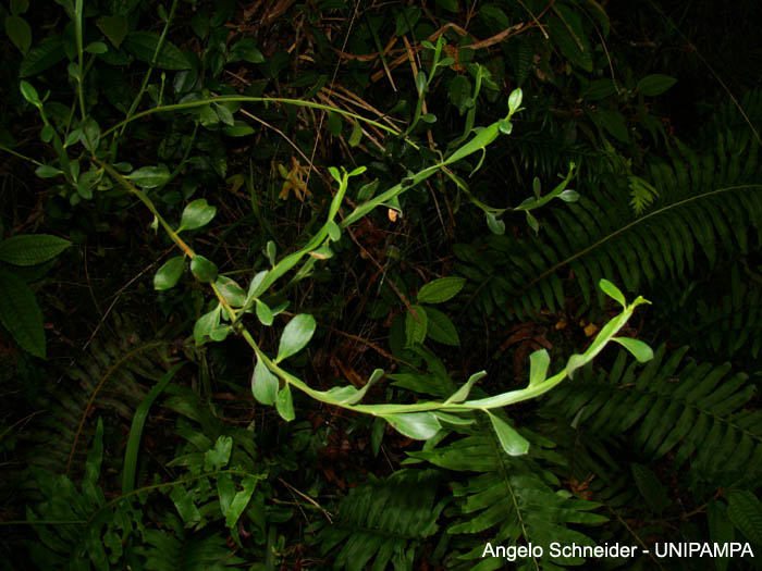 Baccharis flexuosiramosa