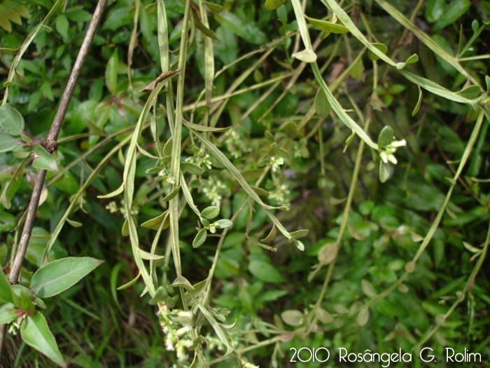 Baccharis flexuosiramosa