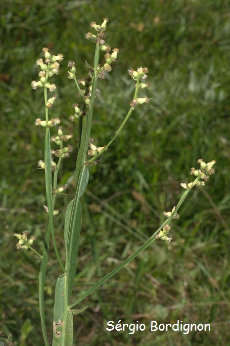 Baccharis junciformis