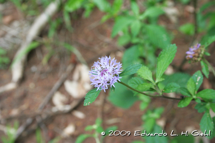 Centratherum punctatum