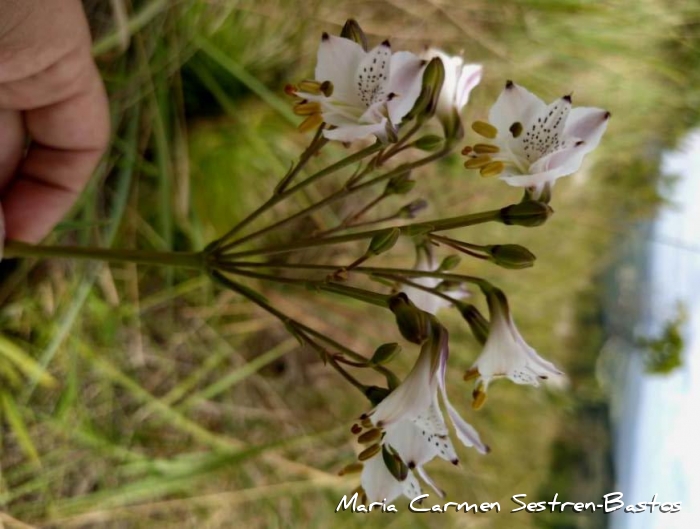 Alstroemeria albescens