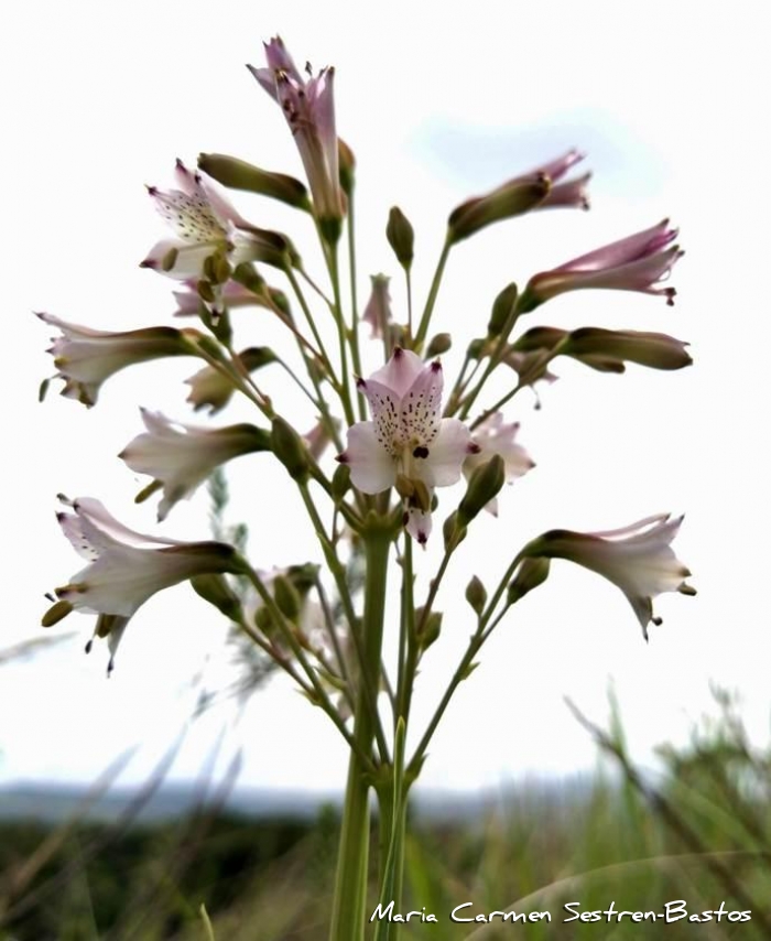 Alstroemeria albescens