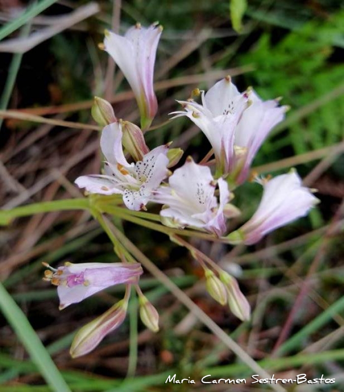 Alstroemeria albescens