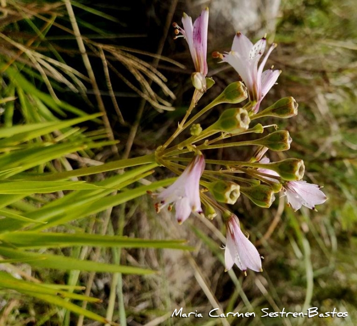 Alstroemeria albescens