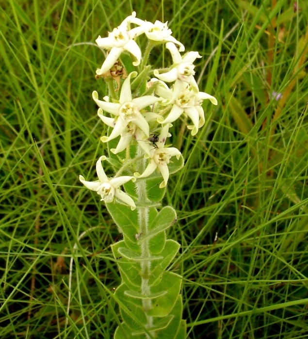 Oxypetalum dusenii