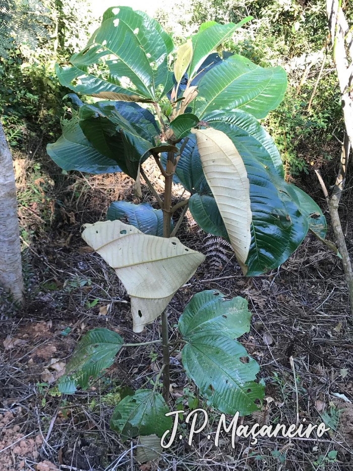 Miconia formosa