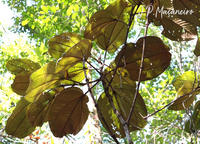 Miconia formosa