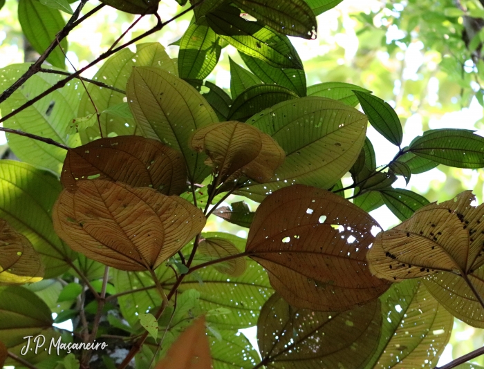 Miconia formosa