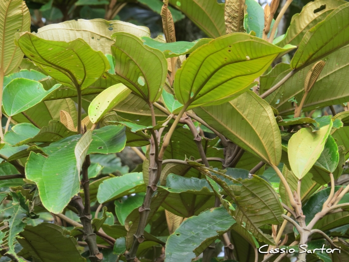 Miconia cabucu