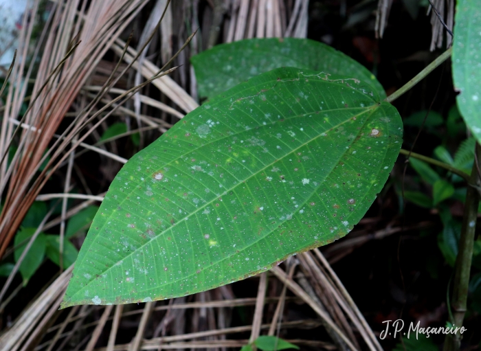 Miconia formosa