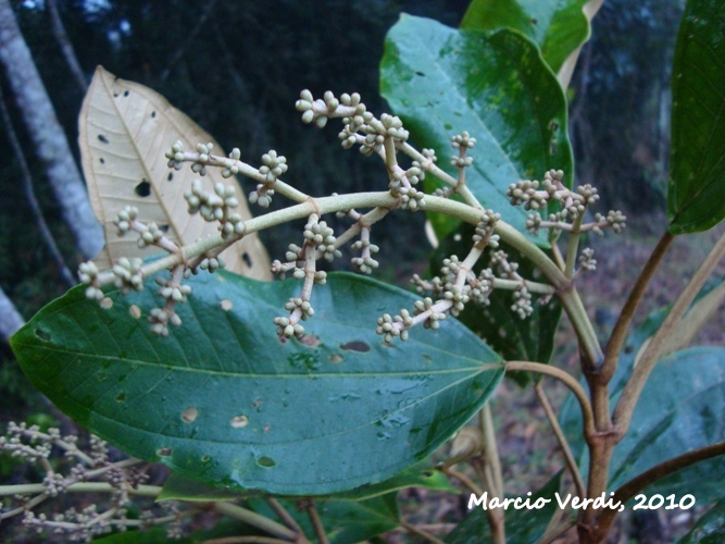 Miconia cabucu