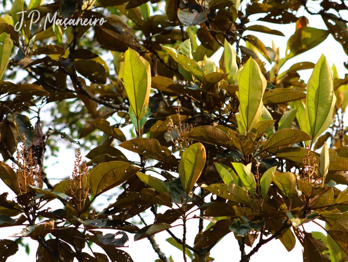 Miconia formosa