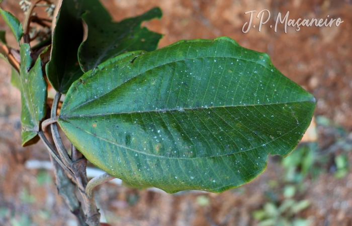 Miconia formosa