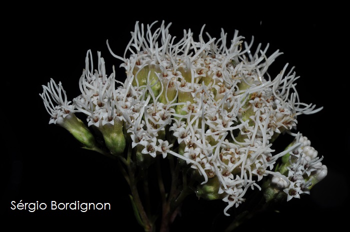 Eupatorium ericoides