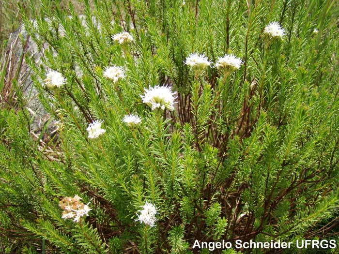 Eupatorium ericoides