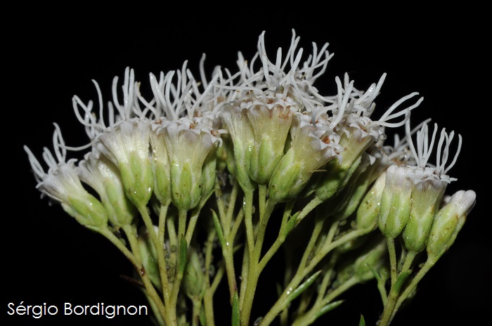 Eupatorium ericoides