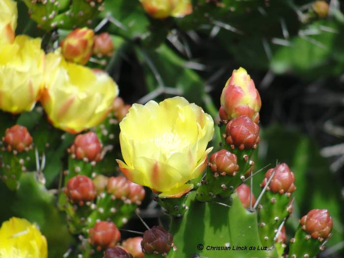 Opuntia monacantha