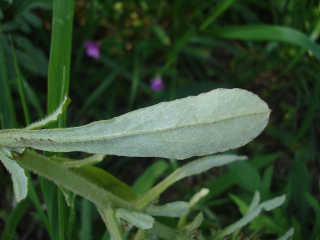 Gamochaeta pensylvanica