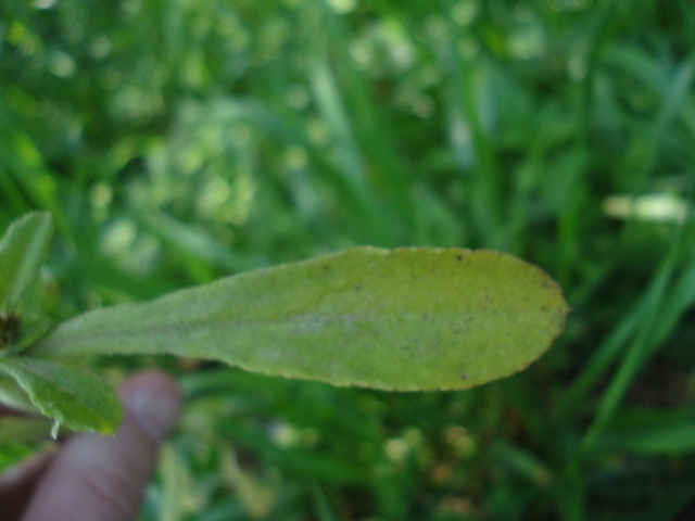 Gamochaeta pensylvanica